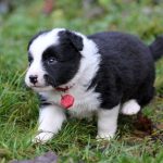 Mâle noir tricolor collier rouge