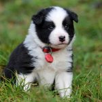 Mâle noir tricolor collier rouge