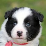 Mâle noir tricolor collier rouge