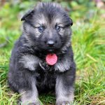 Mâle gris argenté charbonné collier rouge