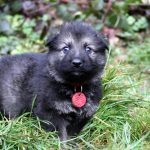 Mâle gris argenté charbonné collier rouge