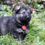Mâle gris argenté charbonné collier rouge