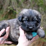 Mâle gris argenté charbonné collier vert