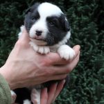 Mâle noir tricolore collier vert