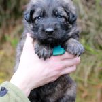 Mâle gris argenté charbonné collier vert