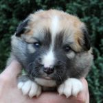 Mâle fauve et blanc collier vert