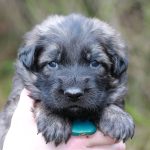 Mâle gris argenté charbonné collier vert