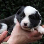 Mâle noir tricolore collier vert