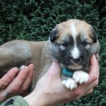 Mâle fauve et blanc collier vert