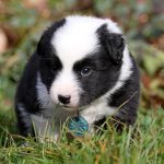 Mâle noir tricolor collier vert