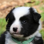 Mâle noir tricolor collier vert