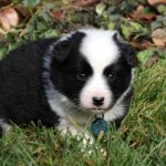 Mâle noir tricolor collier vert