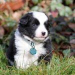 Mâle noir tricolor collier vert