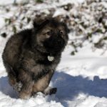 Aïko Femelle collier gris