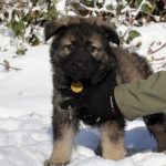 Aïko Mâle collier jaune