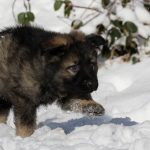 Aïko Mâle collier jaune