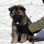 Aïko Femelle collier gris