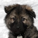 Aïko Femelle collier gris