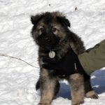 Aïko Femelle collier gris