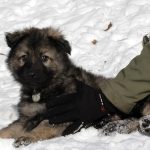 Aïko Femelle collier gris