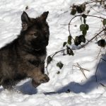 Aïko Femelle collier gris