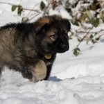 Aïko Mâle collier jaune