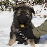 Aïko Mâle collier jaune