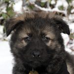 Aïko Mâle collier jaune