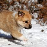 Femelle fauve et blanc collier orange