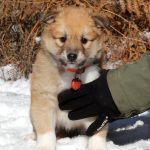 Femelle fauve et blanc collier orange