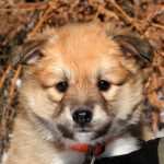 Femelle fauve et blanc collier orange