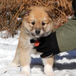 Femelle fauve et blanc collier orange