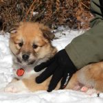 Femelle fauve et blanc collier orange