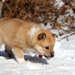 Femelle fauve et blanc collier orange