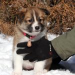 Femelle collier rose