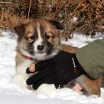 Femelle collier rose