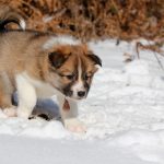 Femelle collier rose