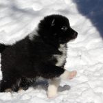 Mâle noir tricolor collier gris