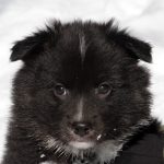 Mâle noir tricolor collier gris