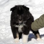 Mâle noir tricolor collier gris