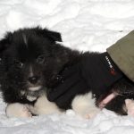 Mâle noir tricolor collier gris