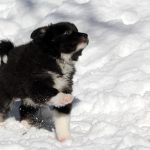 Mâle noir tricolor collier gris