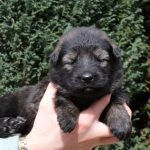 Femelle fauve charbonné collier orange