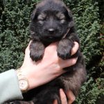 Femelle fauve charbonné collier orange