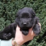 Femelle noire collier rose