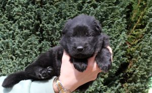 Femelle noire collier rose