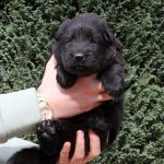 Femelle noire collier rose