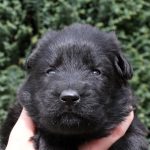 Femelle noire collier rose