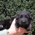 Femelle noire collier violet