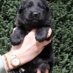 Femelle noire collier violet